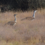 Great_Indian_bustard