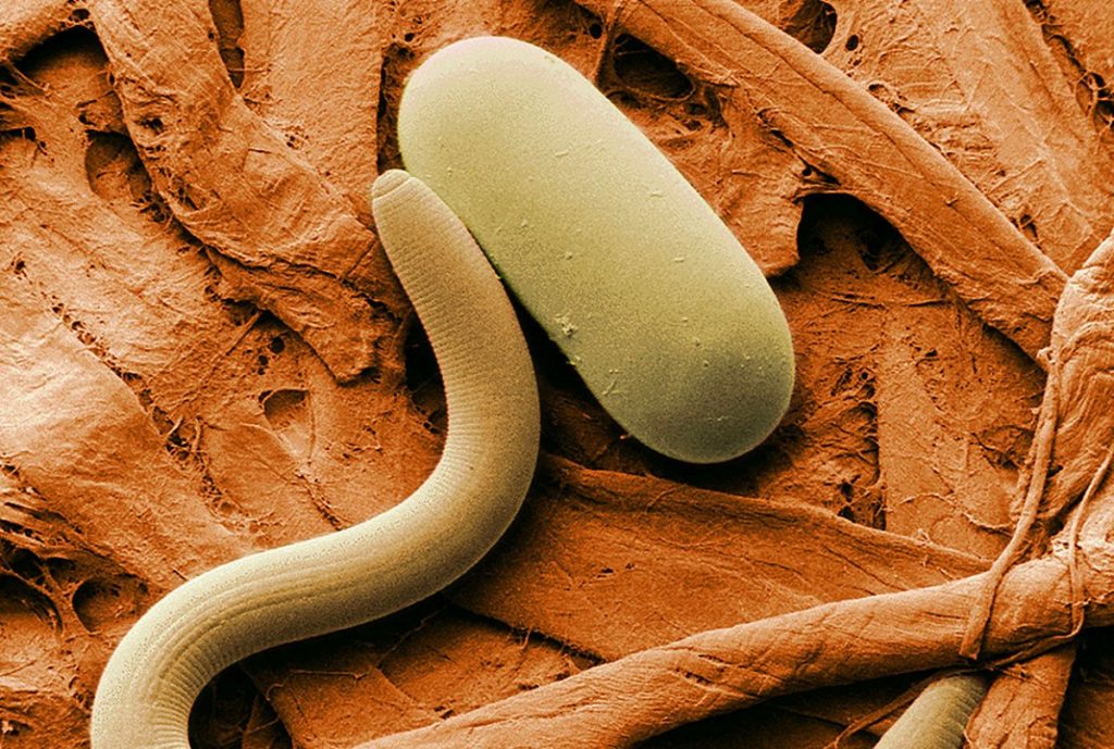 We Know Roundworms Inherit Knowledge. Now We’re Starting to Find Out