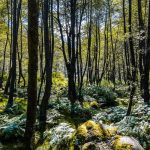 forest