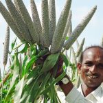 millet
