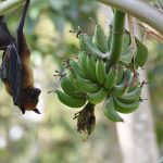 Indian-flying-fox-bat
