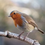 1280px-Erithacus_rubecula_with_cocked_head