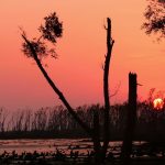 1280px-Sundarbans_a_few_months_after_cyclone_sidr
