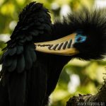 Latpanchar, West Bengal, Mahananda Wildlife Sanctuary, rufous-necked hornbills, hornbills, Cinchona Directorate, cinchona, Darjeeling, ecotourism, community conservation,