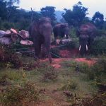 elephants