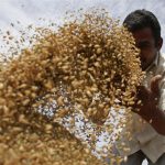A labourer sifts wheat crop in a field on the outskirts of Ahmedabad