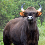 roahn-bhate-gaur