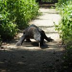 A Komodo Dragon is seen in Komodo National Park