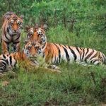 Image_1_by_Sudhir_Mishra-1