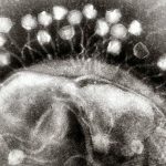 bacteria