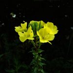 phytoacoustics, pollen, pollination, evening primrose, bees, vibrations, animal hearing, bioengineering, Tel Aviv University, laser vibrometry, evolution, nectar, caterpillars, evolutionary biology,