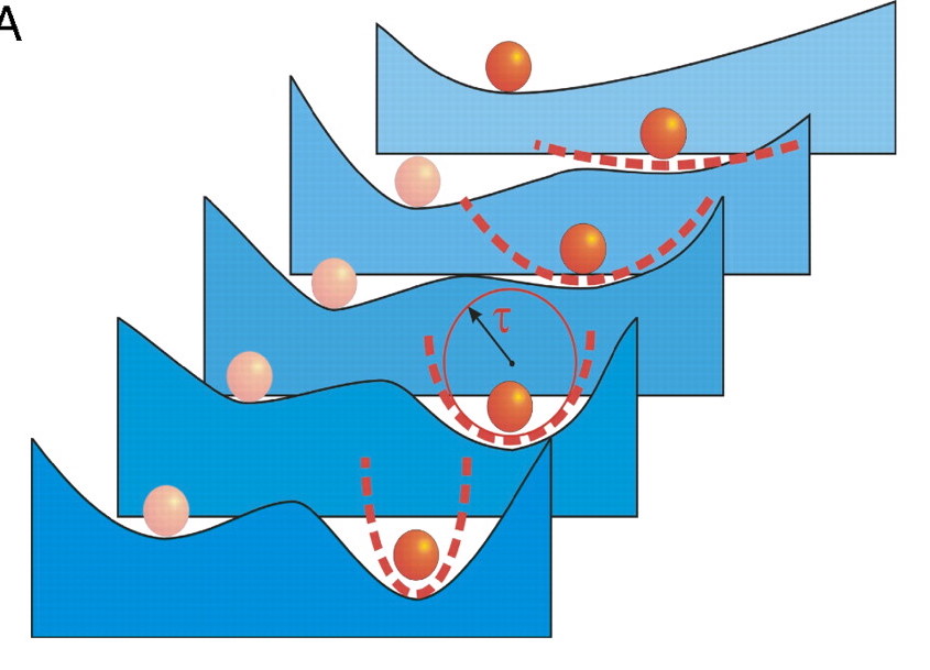 A schematic showing how the stability landscape changes when the mound between two valleys is eroded. The time of recovery from perturbation becomes longer as the valley becomes flatter. Image: 10.1073/pnas.0705414105