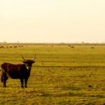 Cattle-grazing