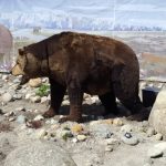 cave-bear-exhibit