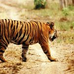 Tiger_9_India