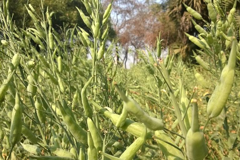 Govt Proposes New Guidelines For Safe Use of Nanotechnology in