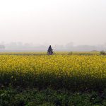 800px-Rural_life_Village_Agriculture_Farms_in_India
