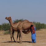 Kutch, mesquite, Prosopis juliflora, Prosopis lantana, Indian fox, golder jackal, pallid harrier, sociable lapwing, livestock, charcoal, Gujarat, invasive species, weed, pest, grassland, nilgai, chinkara, blackbuck,