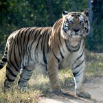 tiger census, Wildlife Institute of India, International Tiger Day, protected areas, tiger conservation, Wildlife Crime Control Bureau, National Tiger Conservation Authority, poaching, tiger reserve, Bandhavgarh, Ratapani, Pench, Tadoba, Bandipur, Nagarhole, Mudumalai, Buxa, Dampa, Indravati, Palamau, tiger reserves, tiger crimes,