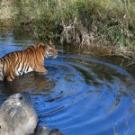 Tigers need large forested areas and water. Photo: Sanjay K. Shukla