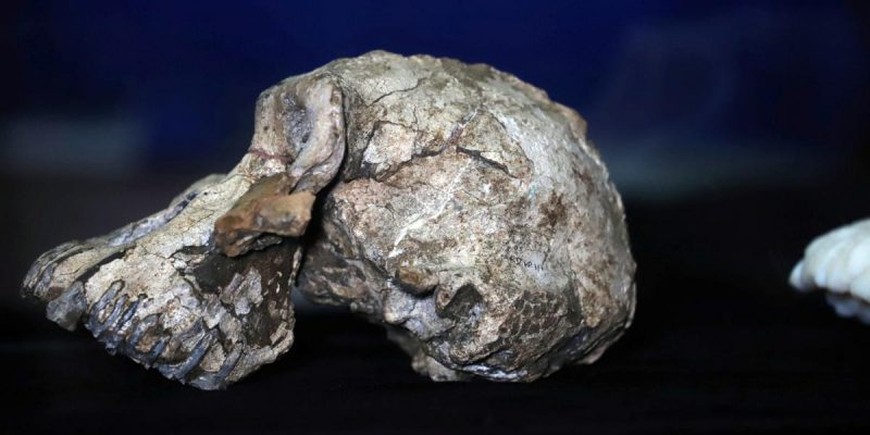 Skull of Ancient Human Ancestor Who Lived 3.8 Million Years Ago Unearthed