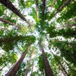 trees-unsplash