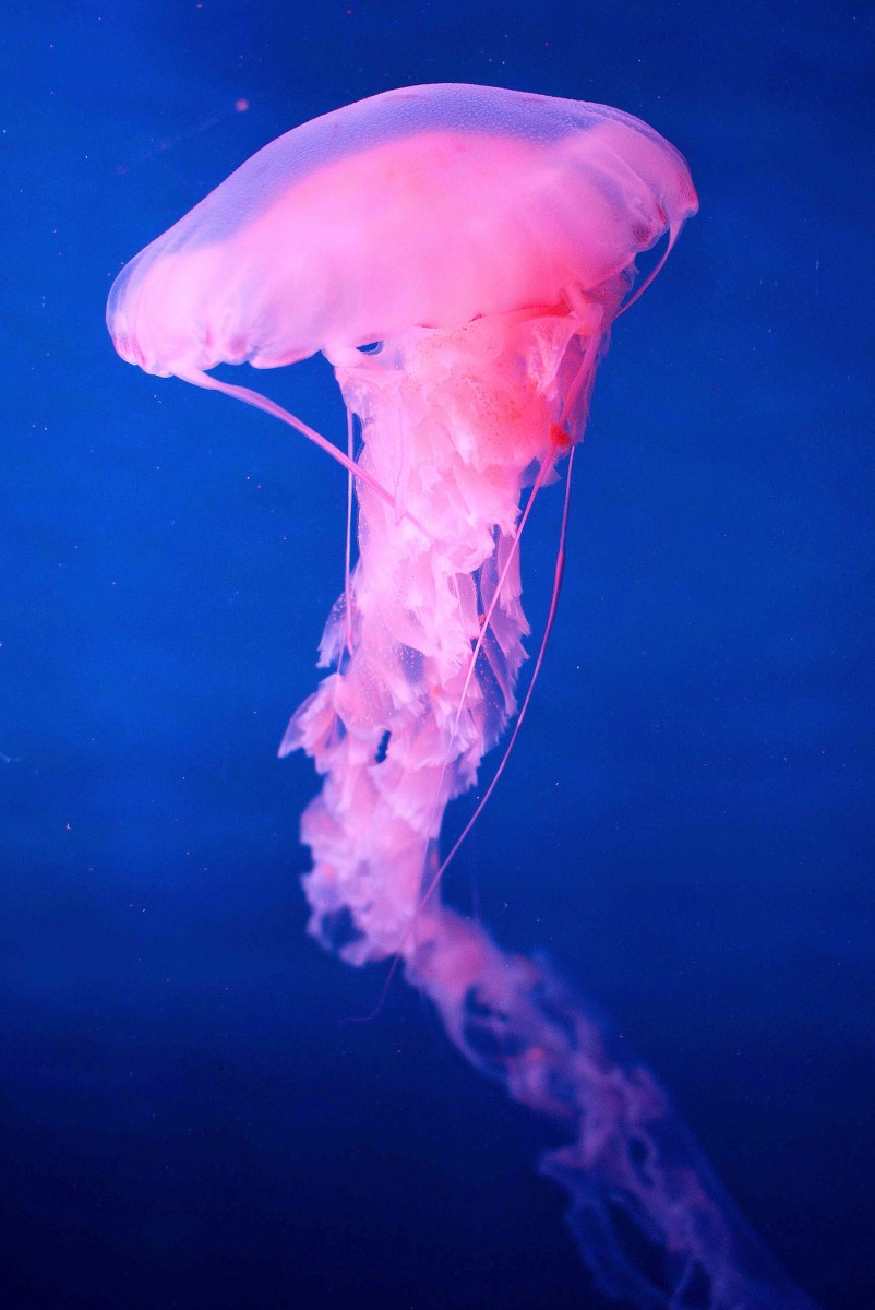 The Wire The Wire News India, Latest News,News from India, Politics