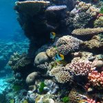 2048px-Great_barrier_reef