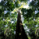 amazon-tallest-tree
