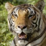indian-tigress-suspected-killing-nine-people-hunted-himalayas-northern-india