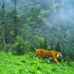 Tiger-himalaya-1
