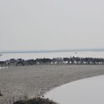 Fera-cattle-along-the-Sharada-copy