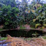 Vasai-Virar, Maharashtra, bawkhal, hydrogeology, urbanisation, total dissolved solids, pH level, water management, Harit Vasai Sanrakshan Samiti, groundwater, water table, climate change,