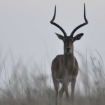 antelope