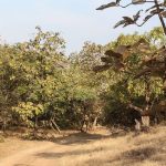 Teak_trees_in_Gir_Forest_National_Park