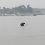 Ganges river dolphin, Gangetic river dolphin, river dolphins, echolocation, high frequency, Buxar Manihari, Bihar, dredging, Jal Marg Vikas Project, Inland Waterways Authority of India, Doriganj, noise pollution, national waterway, ATREE, environment news, Clean Ganga Mission,