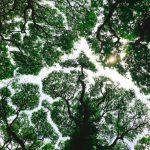 India State of Forests Report, Prakash Javadekar, Talabira coal mine, forest cover, green cover, plantations, orchards, mangroves, reserved forests, recorded forest area, Adivasi, Hemant Soren, Jharkhand, Forest Rights Act, tree census, COP 25, carbon markets,