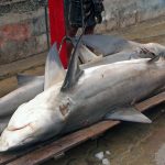 Sharks-being-weighed