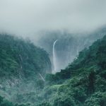 forest-1