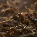 invasive species, Argentine ant, chemical profile, polydomous, polygynous, unicoloniality, multi-coloniality, interspecific aggression, intraspecific aggression, cuticular hydrocarbons, queen ants, worker ants, red imported fire ant, tawny crazy ant, African big-headed ant, Asian needle ant, kin selection theory, founder effect, animal kingdom,