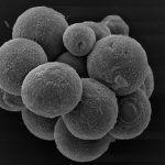 holozoa, choanoflagellate, ichthyosporea, Cheshire cat, filastereans, multicellular aggregates, transient multicellularity, actin, myosin, contractile actomyosin, fungi, animal kingdom, plants, Charles Darwin, evolution, evolutionary cell biology,