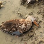 Sambhar Lake, Nawa Lake, avian influenza, avian botulism, Clostridium botulinum, biological oxygen demand, Ramsar site, wetland, saltwater lake, salt manufacturing, groundwater extraction, electrocution, bore wells, Jaipur, H5N8, Rajasthan, crows, avocets, plovers, Indian Wetland Conservation Programme,