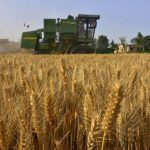 China-wheat-Reuters