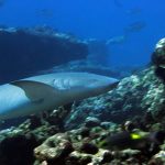 nurse-shark-768x512