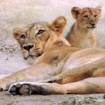 lion