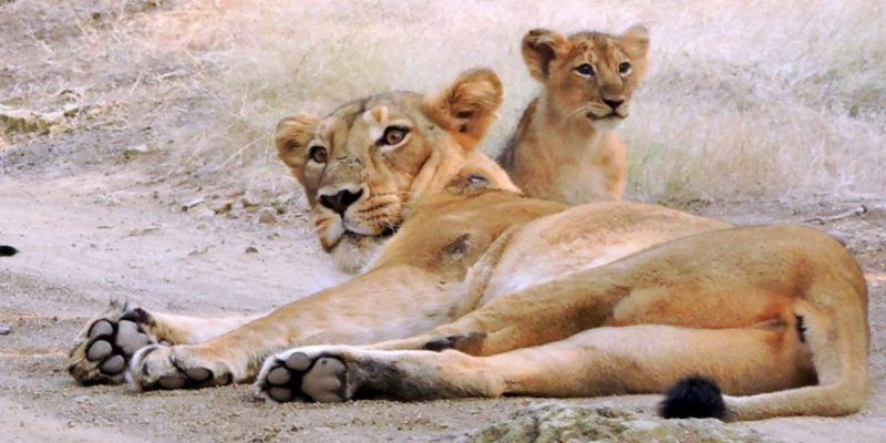 Gujarat Court Convicts 7 for Holding an Illegal Lion Show in Gir Forest - Vimarsana News