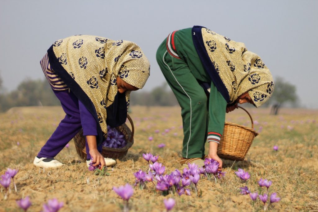 Why Kashmir's Saffron Fields Are Shrinking