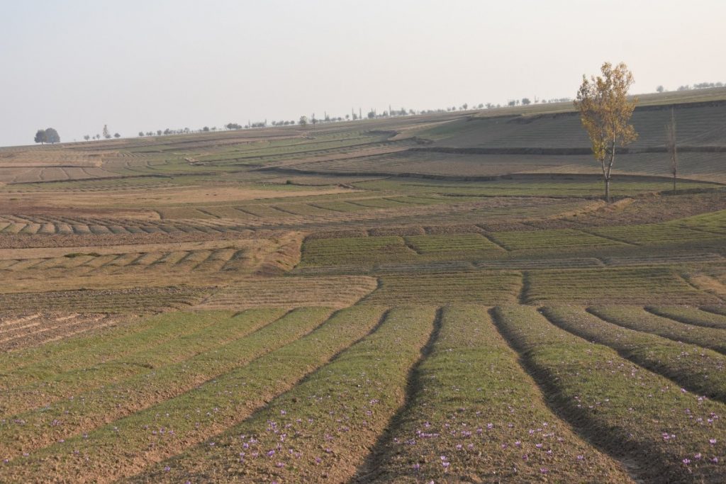 Why Kashmir's Saffron Fields Are Shrinking