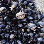 1024px-CornishMussels