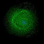 human immunodeficiency virus, acquired immunodeficiency syndrome, AIDS, HIV, HIV virus, retrovirus, World AIDS Day, viral latency, Berlin patient, London patient, influenza, glycosylation, attenuated virus, endogenous retroviruses, DNA, RNA, simian immunodeficiency virus, SHIV, animal model, Pakistan, Ratodero,